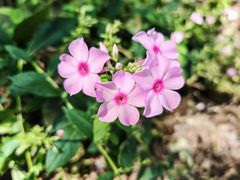 -百花人家(清水田园店)