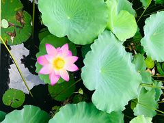 -荔湾湖公园