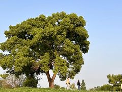 -良渚古城遗址公园