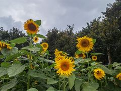 -武汉紫薇都市田园