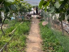 -马陆小张葡萄园农家乐