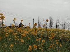 -洪湖家庭农场·团建·露营·会议