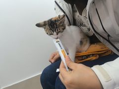 -北京观赏动物医院·24小时大型综合·猫专科·异宠专科