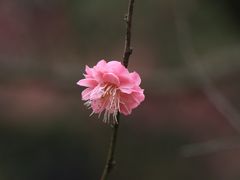 -杭州植物园