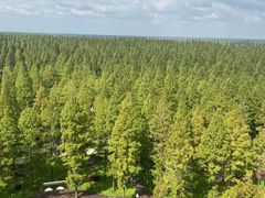 -黄海国家森林公园