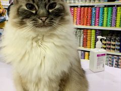 -喵的天空名猫咖啡馆·撸猫·猫舍·用品