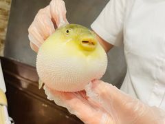 -肆月河豚·新淮扬(金融街店)