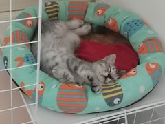 -关爱宠物医院·猫科中心·消化科(滨湖万达分院)