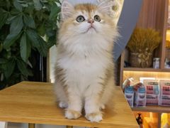 -山宅一喵德文卷毛猫舍