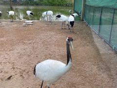 -盐城丹顶鹤湿地生态旅游区