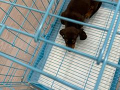 -萌宠之家·腊肠犬·马尔泰·小体犬舍