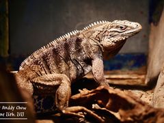 -上海大自然野生昆虫馆