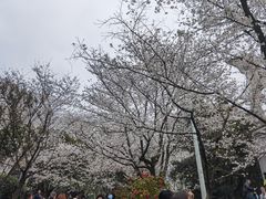-武汉大学-樱园