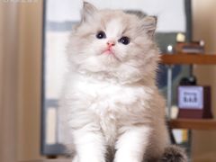 -小猫来了·猫舍(红山六九七九店)