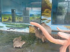 -大连森林动物园