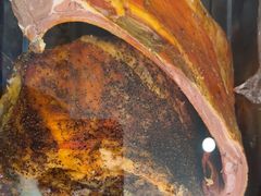 -诺敏塔拉奶茶-布里亚特包子-手把肉(锦都会店)