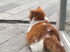 -飞行喵MR PILOT|猫舍·猫咖(静安大融城店)