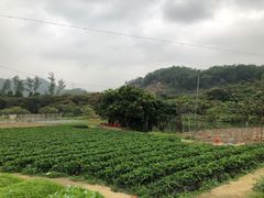 -凤岗南门山森林公园