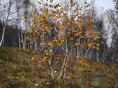 -塞罕坝国家级自然保护区