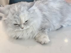 -飞行喵MR PILOT|猫舍·猫咖(静安大融城店)