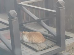 -一本钓鲔鱼屋