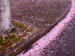 -高东镇樱花园