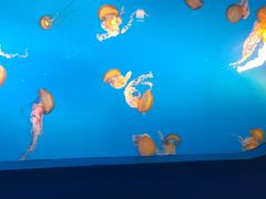 -太平洋海底世界