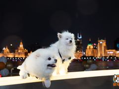 -黄浦江游览(十六铺码头)