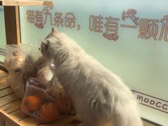 -猫的茶·猫咖