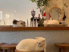 -有猫主题·治愈系猫咖(曾厝垵店)