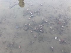 -刘家湾赶海园