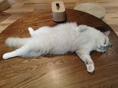-瞄一喵猫咖(格力海岸店)