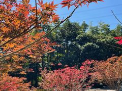 -广州市帽峰山景区
