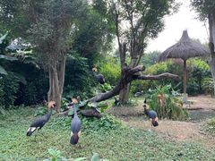 -广州长隆飞鸟乐园