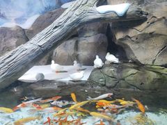 -海合安青岛极地海洋公园