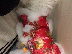 -佳怡动物医院·平价24小时·猫专科骨外科