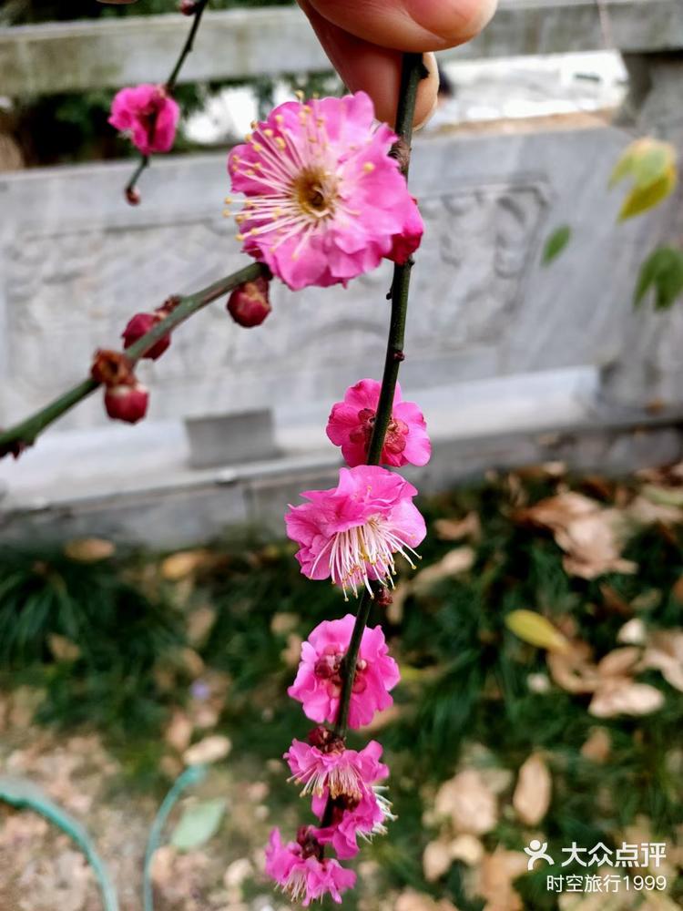 浣花溪公园梅园图片