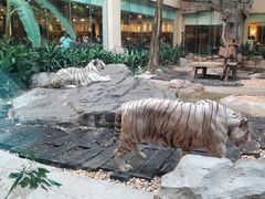 -白虎自助餐厅·真老虎·景观自助餐厅(广州长隆酒店)