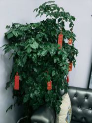 -紫琪尔胸部养护中心