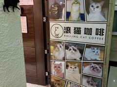 -滚猫咖啡·猫咖·猫友好撸猫(未来城店)