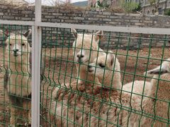 -清风小镇闯关东影视基地