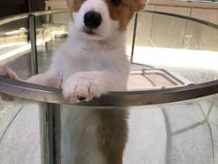 -momokira米努特·德文卷毛猫·棉花面纱犬