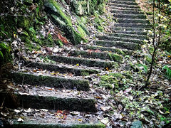 山路-雾中山