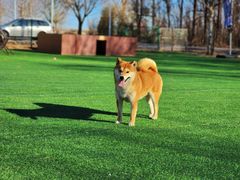 -宠乐会宠物乐园