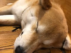 -柴务处·柴犬主题狗咖