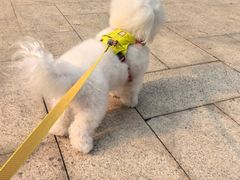 -爱妮康宠物医院·干细胞免疫细胞·肿瘤·心脏(张江店)