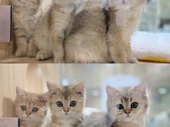 -屋虎猫馆(宝安大仟里店)