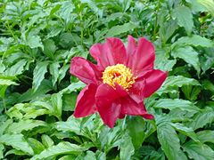 -莲花池公园