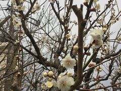 -东京国立博物馆
