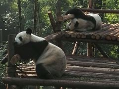 -成都大熊猫繁育研究基地